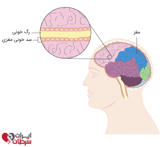 سد خونی مغزی (BBB یا Blood Brain Barrier)