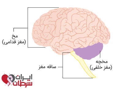 مغز (مخ و مخچه و ساقه مغز)