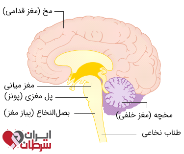 بخش های مختلف ساقه مغز (مغز میانی، پونز و بصل النخاع)