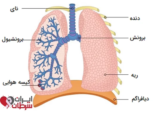دستگاه تنفسی